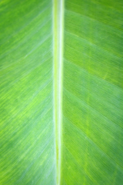 Foto sluit omhoog banaanbladeren op achtergrond en textuur.