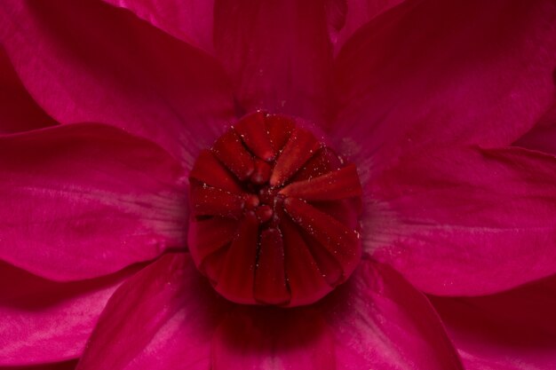 Sluit omhoog beeld van een lotusbloemrood