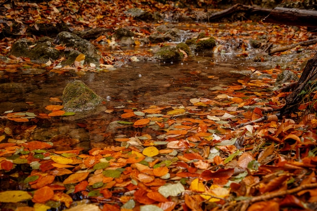 Sluit omhoog beeld van oranje de herfstbladeren bij zacht gouden licht.