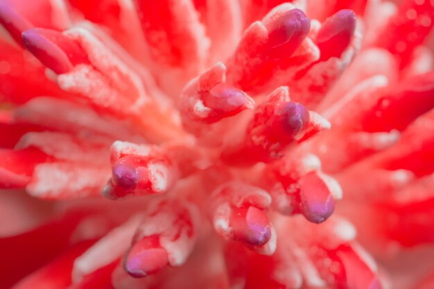 Sluit omhoog beeld van roze bromelia