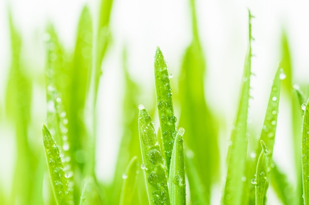 Sluit omhoog bladen van groen gras met regendruppel