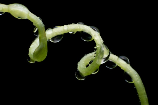 Sluit omhoog bladeren Ivy Gourd (Coccinia grandis (L.) Voigt) op dark