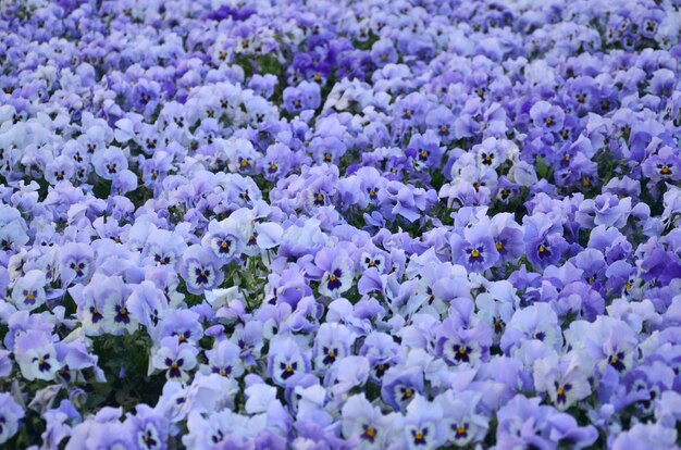 Sluit omhoog blauwe en violette pansies in de tuin.