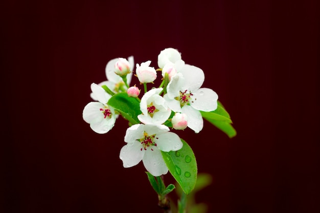 Sluit omhoog bloeiende takken, de lente