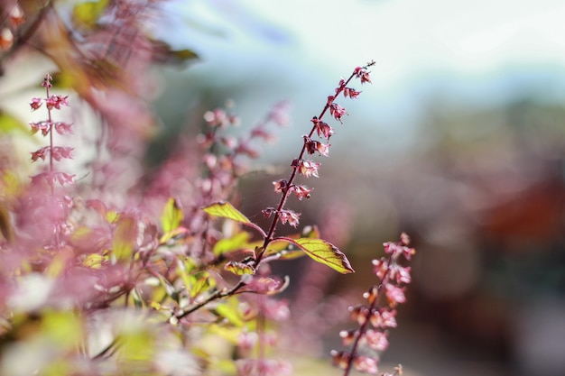 Sluit omhoog bloemen van zoet basilicum bij tuin