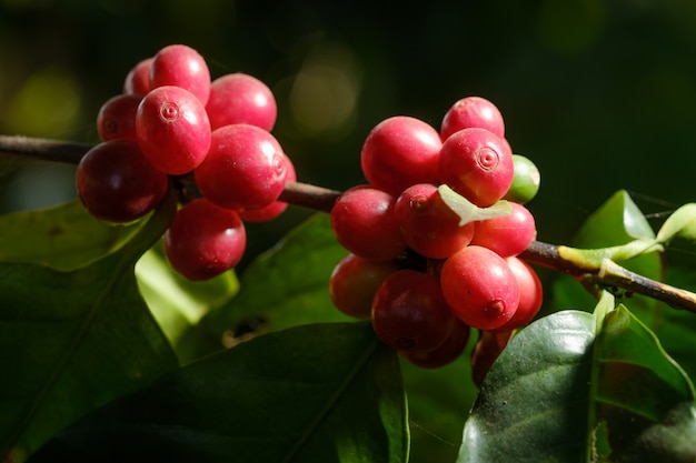 Sluit omhoog boonkoffie in aard