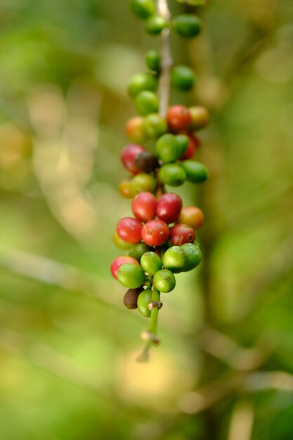 Sluit omhoog boonkoffie op boom in aard