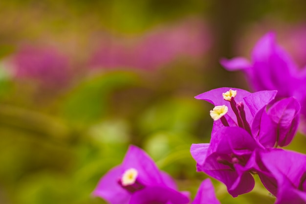 Foto sluit omhoog bougainvillea levendige kleur en onscherpe achtergrond