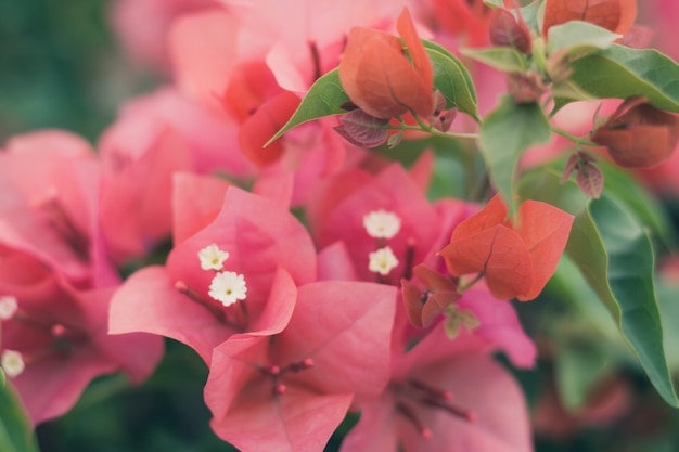 Sluit omhoog bougainvillea levendige kleur en onscherpe achtergrond