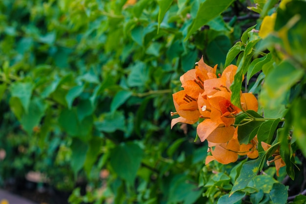 Foto sluit omhoog bougainvillea levendige kleur en onscherpe achtergrond