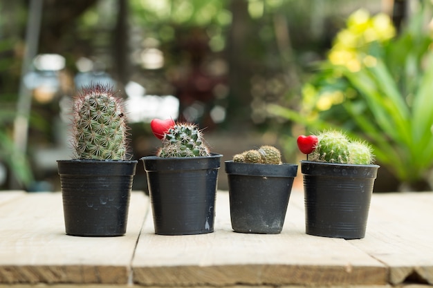 Sluit omhoog cactus op houten lijst