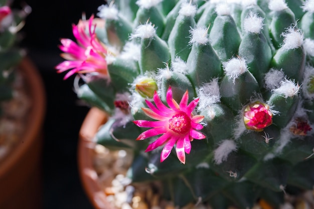 Sluit omhoog Cactusbloem die in de Tuin bloeien