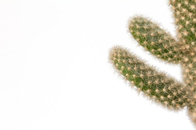 Sluit omhoog cactusinstallaties op wit