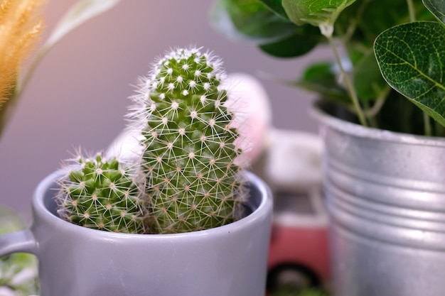 Sluit omhoog cactuspot