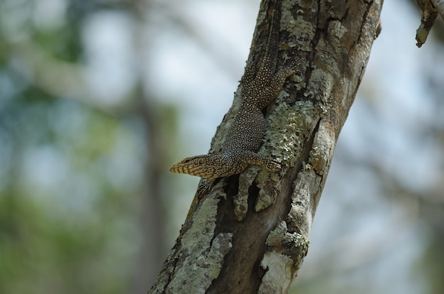 Sluit omhoog de hagedis van de Watermonitor