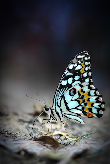 Sluit omhoog de kalkvlinder (Papilio-demoleusmalayanus) ter plaatse