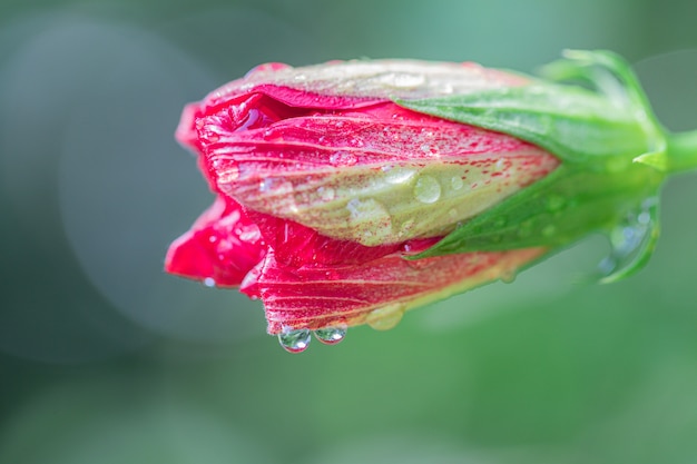 Foto sluit omhoog de rode bloem van de hibiscus.