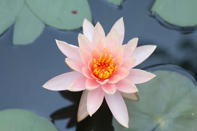 Sluit omhoog de roze bloem van de lotusbloemwaterlelie.