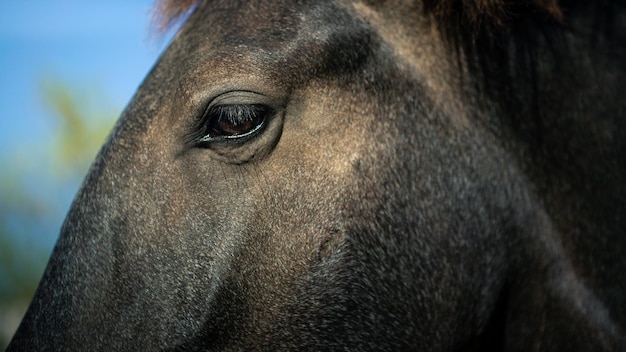 Sluit omhoog detail van een zwart paardoog in een landbouwbedrijf. Gedetailleerd portret van paarden in de omheining met nieuwsgierige ogen kijkend