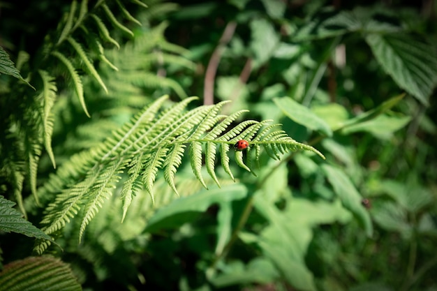 Sluit omhoog donkergroene varen in het bos. Mooie varens groene bladeren. Natuurlijke bloemenachtergrond