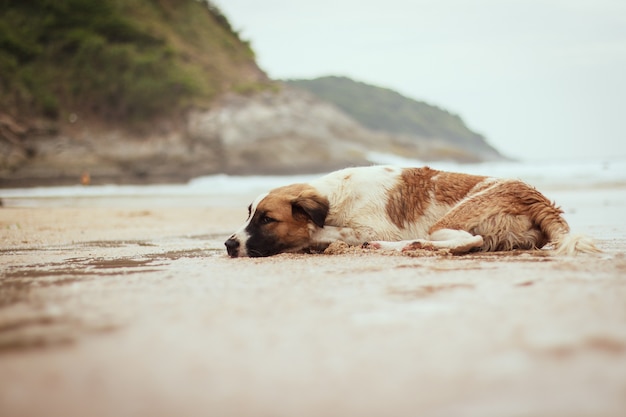 Sluit omhoog een hond leggend op het strand