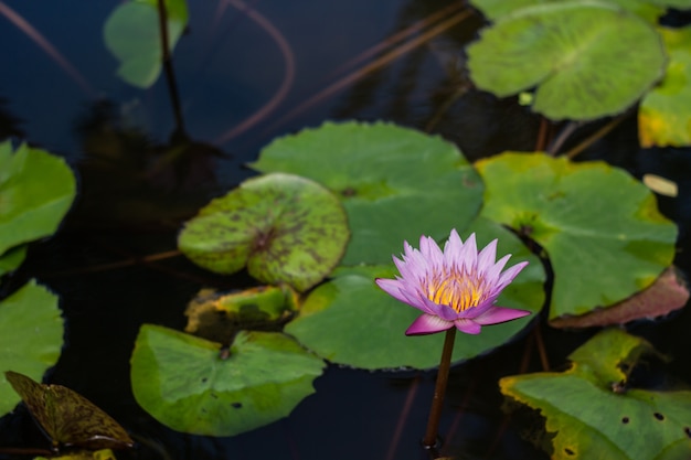 Sluit omhoog een roze waterlelie in een geconcentreerde vijver, Zacht.