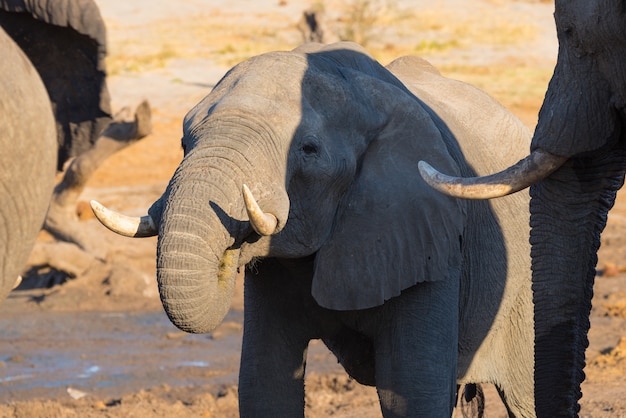 Sluit omhoog en portret van een jonge Afrikaanse Olifant die van waterhole, Afrika drinkt.