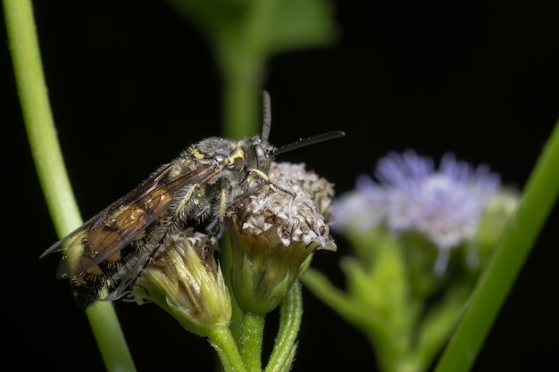 Sluit omhoog foto&#39;s, bijeninsect zoet waterbloemen eten.