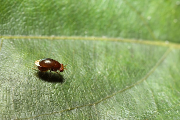 Sluit omhoog foto van de rode kever van het cucurbitblad op blad