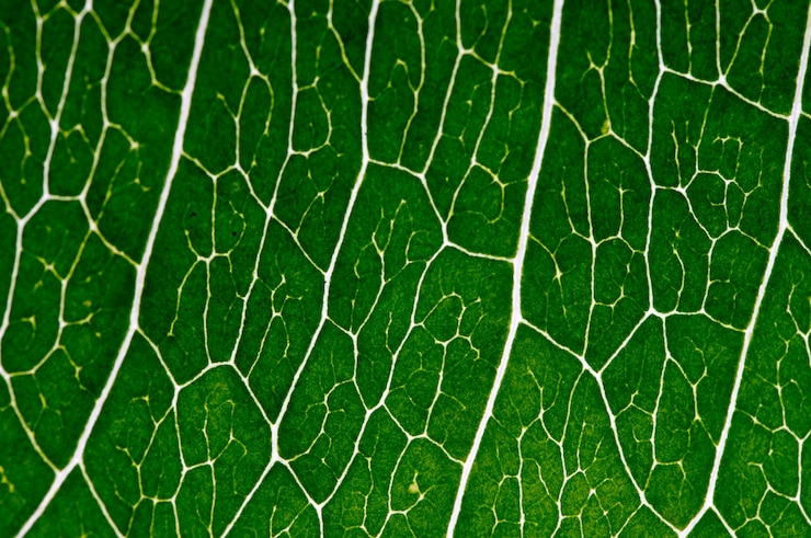 Foto sluit omhoog foto van groen blad voor gebruik als achtergrond.