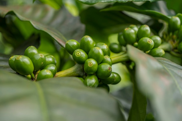 Sluit omhoog foto van groene koffieboon wanneer lentetijd.