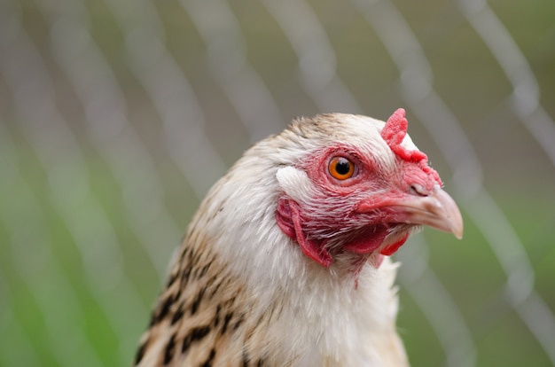 Sluit omhoog foto van haan buiten. Kip buiten leven