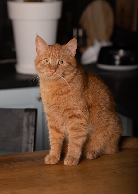 Sluit omhoog foto van rode kat met groene ogen kijkend recht naar camera.