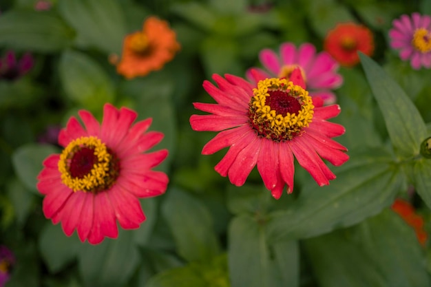 Sluit omhoog foto van wilde roze bloem op de lentetijd.