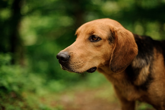 Sluit omhoog geconcentreerde bruine gember en zwarte hond bekijkend de kant