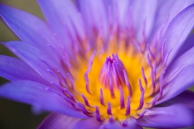 Sluit omhoog geel stuifmeel van violette lotusbloem of waterlelie.