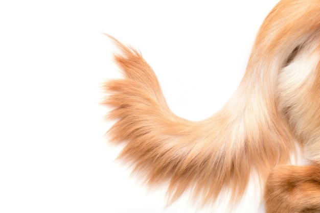 Sluit omhoog geïsoleerde bruine hondstaart (Golden Retriever). Bovenaanzicht met