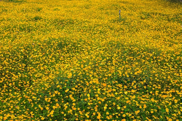 Sluit omhoog gele kosmosbloem voor achtergrond