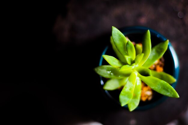 Sluit omhoog geschoten op cactus