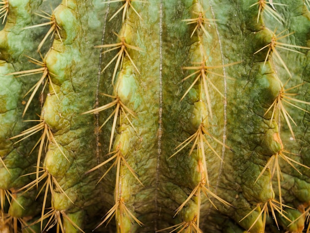 Sluit omhoog geschoten op de cactustroon