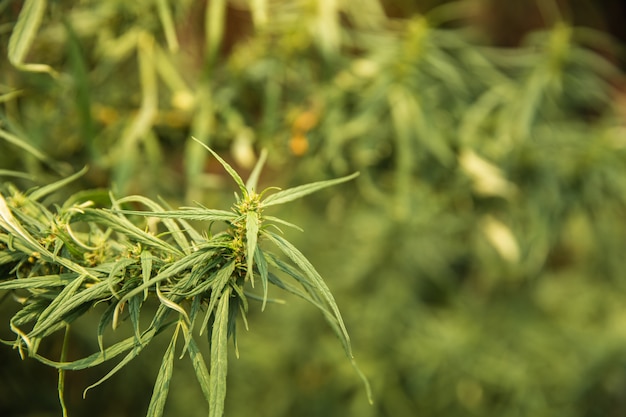 Foto sluit omhoog geschoten van cannabisbladeren in de tuin.