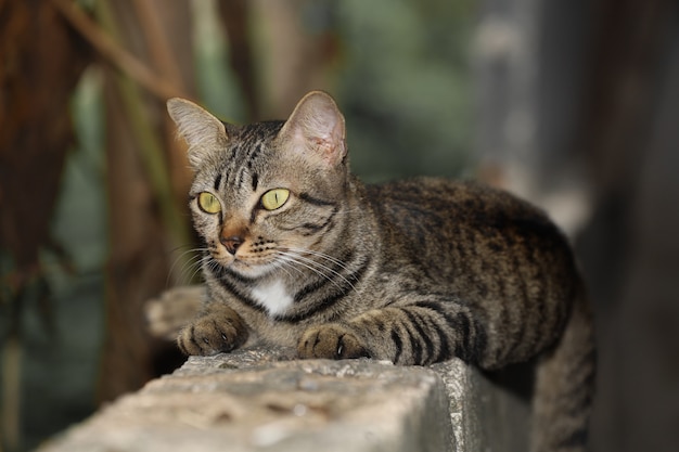 Sluit omhoog grijs kattenhuis is gaan zitten en rusten op de oude muur dichtbij de tuin in Thailand