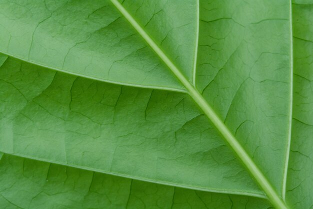 Sluit omhoog groene bladeren.