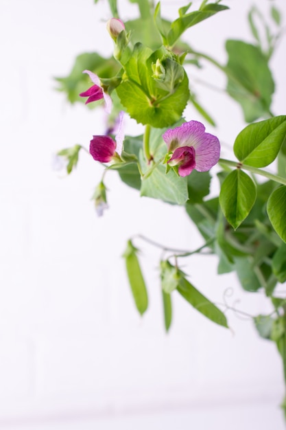 Sluit omhoog groene erwtenstam met purpere bloem en blad op de witte achtergrond. Selectieve aandacht. Kopieer ruimte