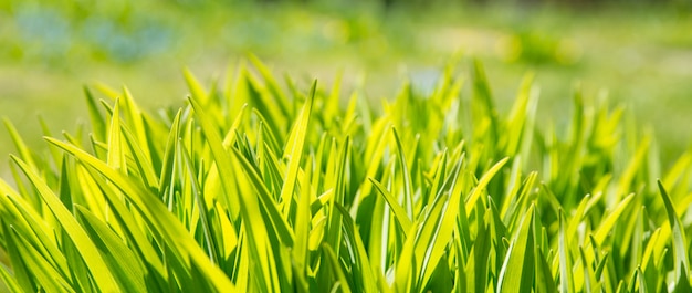 Sluit omhoog groene grasbanner. Lente verse bladeren in de zon schijnen dag