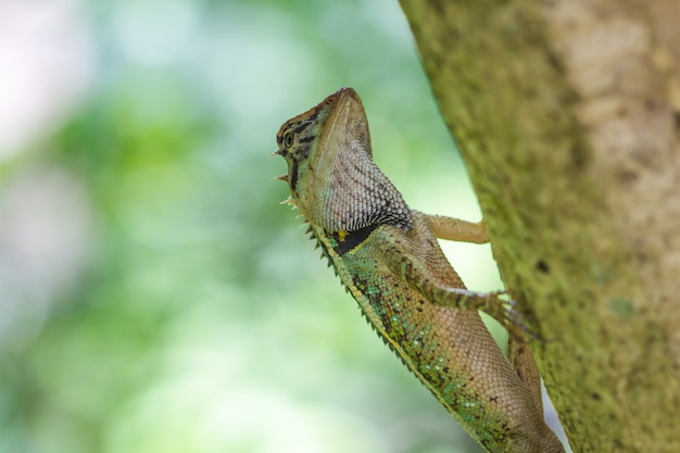 Sluit omhoog Groene kuifhagedis