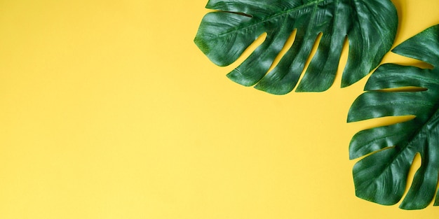 Sluit omhoog groene tropische bladeren leggend op gele document panoramische achtergrond