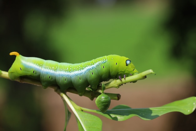 Sluit omhoog groene worm of Daphnis-neriworm in aard en milieu