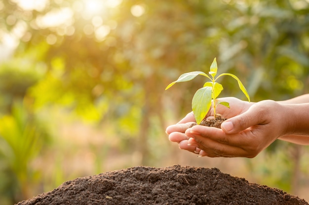 Sluit omhoog hand houdend jonge groene boomspruit en plantend in grond