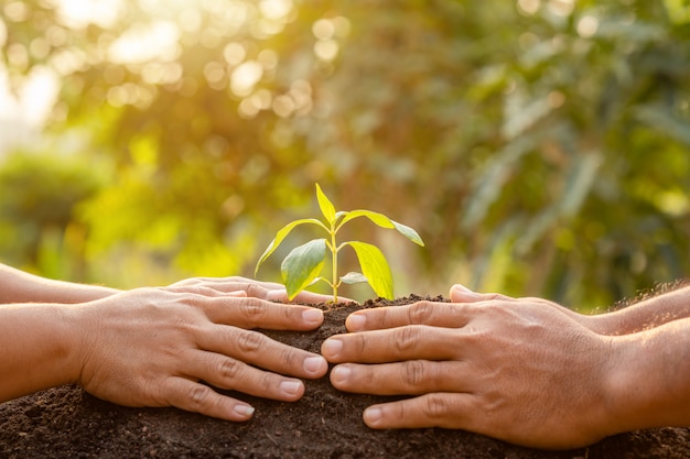 Sluit omhoog hand houdend jonge groene boomspruit en plantend in grond